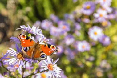 Tavuskuşu kelebeği aglais io devedikeni çiçeğinden nektar alır. Bir çiçeğin üzerindeki kelebek.