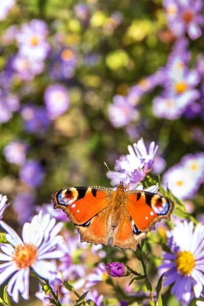 Paw Motyl Aglais Bierze Nektar Kwiatu Ostu Motyl Kwiatku — Zdjęcie stockowe