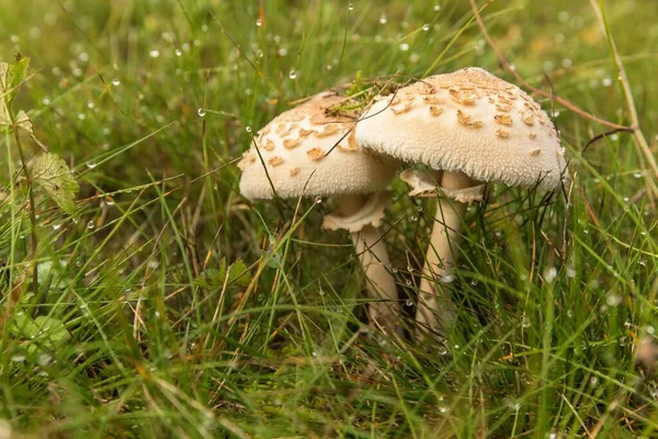 Shaggy Parasol Mushroom Meadow Chlorophyllum Rhacodes Inglés Champiñones Hierba Prado — Foto de Stock