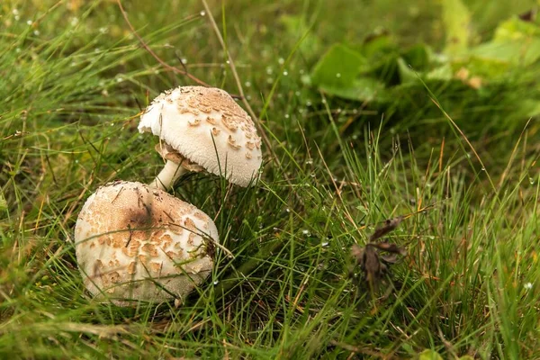 Shaggy Parasol Mushroom Meadow Chlorophyllum Rhacodes Inglés Champiñones Hierba Prado — Foto de Stock