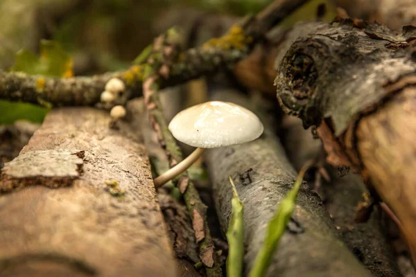 Fungo Mucidula Mucida Que Cresce Troncos Árvore Cogumelos Floresta Mucidula — Fotografia de Stock