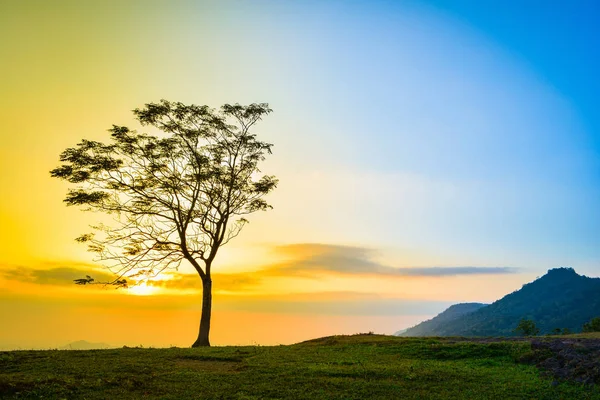 One tree / The tree on slope hill mountain and beautiful sunrise with tree alone and sun sky yellow blue background