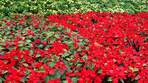 Hermosa Hoja Fondo Rojo Poinsettia Flores Rojas Que Florecen Jardín — Foto de Stock