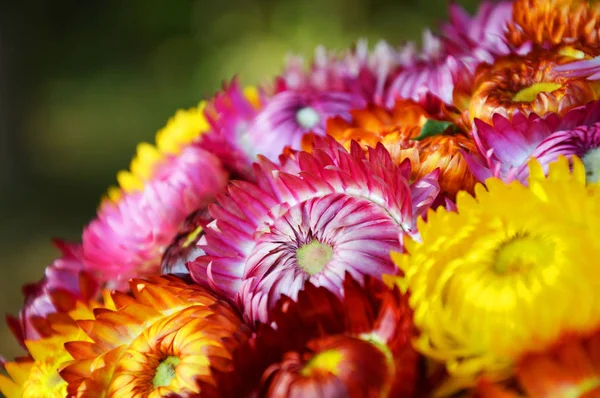 Everlasting Kolorowe Kwiaty Tło Słomy Kolorowy Kwiat Piękny Kwiat Wiosna — Zdjęcie stockowe