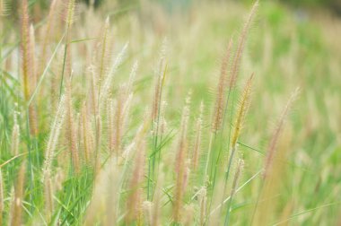 Misyon Kuru Çim yeşil orman doğa üzerinde yaz / sarı ve yeşil çim bitki doğa alanında üzerinde arka plan bulanıklık 