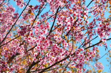 Yabani Himalaya kiraz / pembe çiçek vahşi Himalaya kiraz ağacı çiçek orman bahar mavi gökyüzü arka plan - Tay sakura phu lom, Loei Tayland lo 