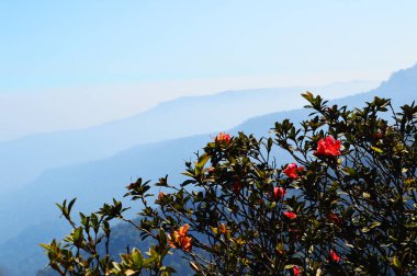 ağaç bitki Cliff üzerinde çiçekler / Kırmızı açelya çiçek yaban gülü üzerinde çiçek açması dağ yüksek görünümü-kırmızı çiçek top