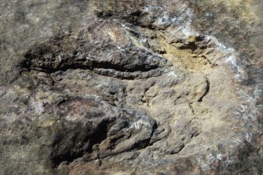 Dinazor ayak izi / çamurun içindeki antik dinozor ayak izi milyonlarca yıl önce Tayland 'da bir kaya fosili dinozoruna dönüştü.