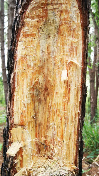 cut bark pine tree for on bark of a tree trunk / extraction of natural resin from pine tree trunks