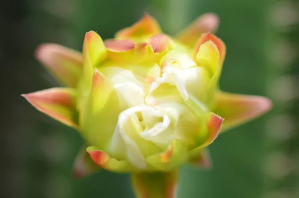 Kaktus Kwiat Piękne Kwitnących Drzewo Kaktus Bliska Roślin Kolorowy Kwiat — Zdjęcie stockowe