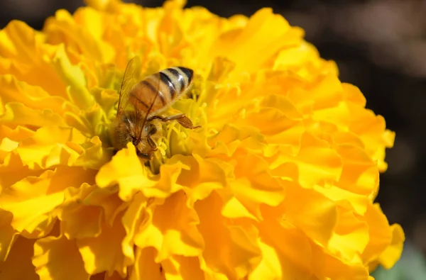 Insecte Abeille Sur Fleur Jaune Abeille Recueille Pollen Pour Abeille — Photo