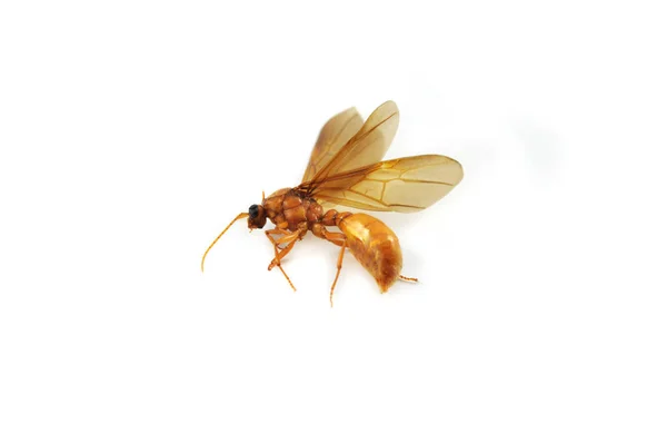 Hormigas Subterráneas Aisladas Insectos Subterráneos Dorados Mosca Caballo Aislados Sobre —  Fotos de Stock
