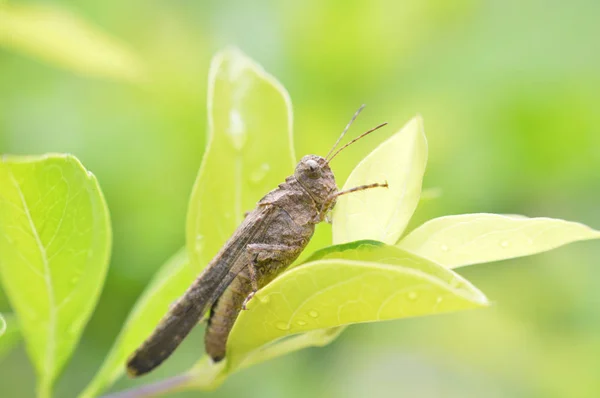 Braune Heuschrecke Insekt Der Grashoppe Feld Auf Grünem Blatt Auf — Stockfoto