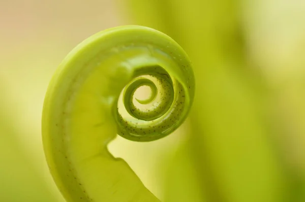 Nieuwe Groene Bladeren Van Vogel Van Nest Fern Nest Fern — Stockfoto