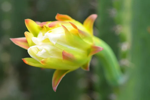 Kaktus Kwiat Piękne Kwitnących Drzewo Kaktus Bliska Roślin Kolorowy Kwiat — Zdjęcie stockowe