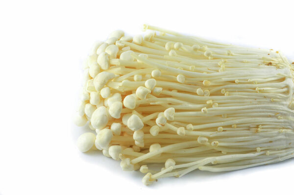 Enoki mushroom isolated / Golden needle mushroom enoki for cook food isolated on white background 