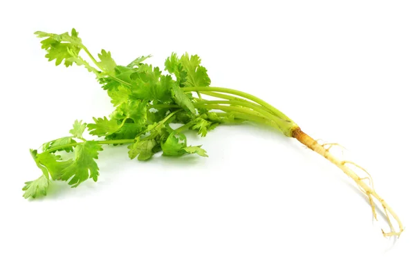 コリアンダーは 新鮮なコリアンダー野菜白い背景で隔離の Close を分離 — ストック写真