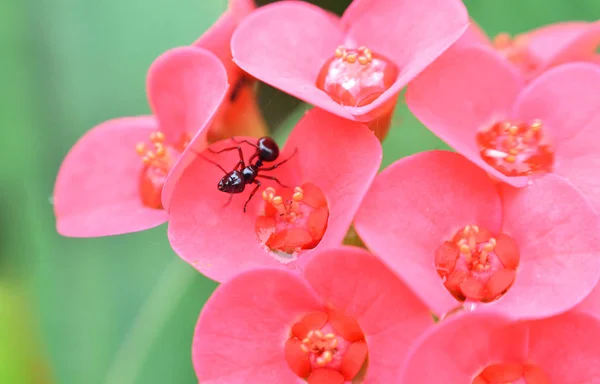 Black Ant Plant Red Flower Pink Red Euphorbia Milli Flower — Stock Photo, Image