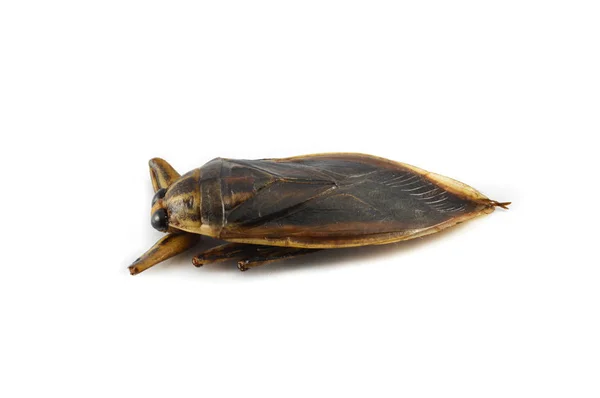 Giant Water Bug Isolated White Background Brown Insect Giant Water — Stock Photo, Image