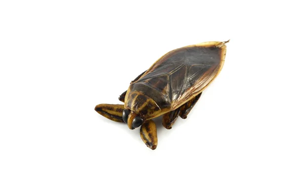 Giant Water Bug Isolated White Background Brown Insect Giant Water — Stock Photo, Image