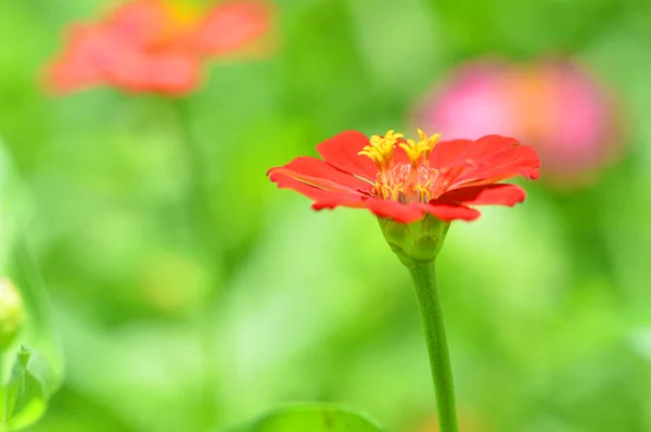 Fleurs Zinnia Rouge Gros Plan Fleurs Zinnia Rouge Fleurissant Sur — Photo