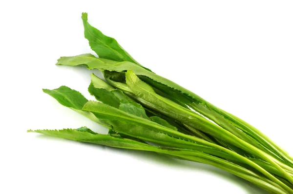 白を基調とした新鮮なカラントロ ノコギリのコリアンダー エルニギウム フェティダム 緑の葉のカラントロ野菜 — ストック写真