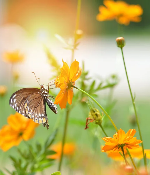 背景が黄色緑 黄色と緑の抽象的な背景 自然ぼかし明るい ブラウン蝶のマリーゴールドの黄色い花開花美しい背景に昆虫の蝶 — ストック写真