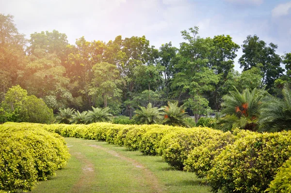 garden pathway green field / the garden park with plant tree shrubs and green lawns landscape design nature