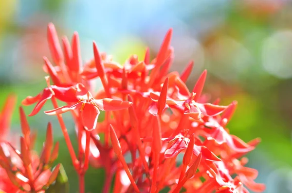 Ixora Kwiat Czerwony Spike King Ixora Kwiat Kwitnący Ogrodzie Naturalnego — Zdjęcie stockowe