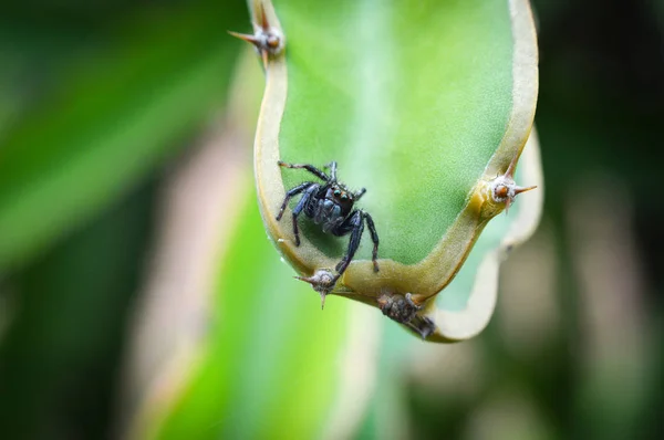 black spider / small of spider jumping perched on green plant on the nature background