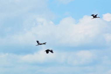 Mavi gökyüzünde uçan kuşlar / Asyalı açık gagalı leylekler veya yiyecek bulmak için gökyüzünde uçan Asyalı beyaz gagalı kuşlar