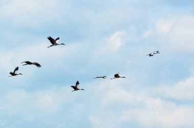 mavi gökyüzünde uçan kuşlar / yedi Asya openbill veya leylek Asya Beyaz openbill kuş yiyecek bulmak için gökyüzünde uçan