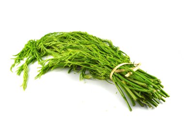 Akasya pennata izole / taze akasya pennata ya da beyaz arka planda izole edilmiş tırmanan gerdan bitkisi 