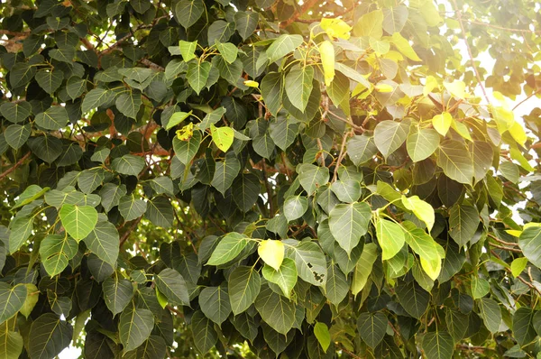 Bodhi Peepal Leaf Background Green Bodhi Leaf Tree Sunlight Temple — Stock Photo, Image