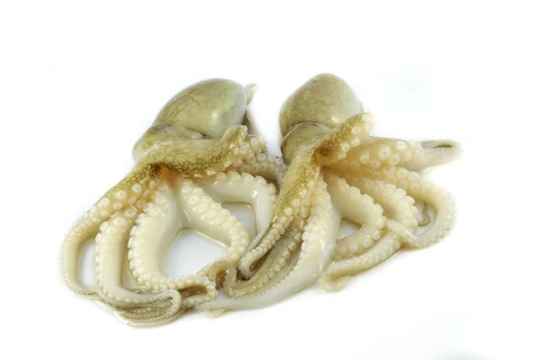 Calamari Freschi Isolati Cumulo Calamari Crudi Isolati Fondo Bianco Polpo — Foto Stock