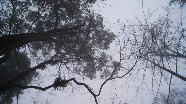 forest fog / pine tree with fog mist in the morning on winter season - Misty landscape in the dark forest down to the treetop