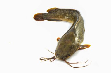 Beyaz arka planda - tatlı su Kanal yayın balığı yakından balık yayın balığı izole / taze çiğ catfish izole  