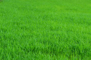 alan arka plan yeşil / çim alan doğa yeşil doku arka plan üzerinde büyüyen bitki pilav
