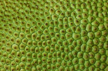 nefesi arka plan / yeşil deri nefesi arka plan doku / desen tropikal meyve arka planı kapat 