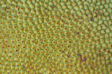 nefesi arka plan / yeşil deri nefesi arka plan doku / desen tropikal meyve arka planı kapat 