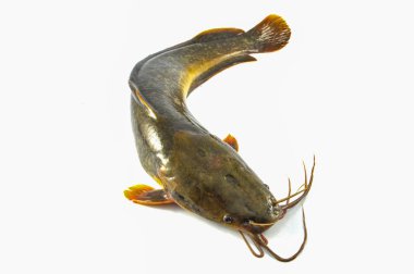 Beyaz arka planda - tatlı su Kanal yayın balığı yakından balık yayın balığı izole / taze çiğ catfish izole  