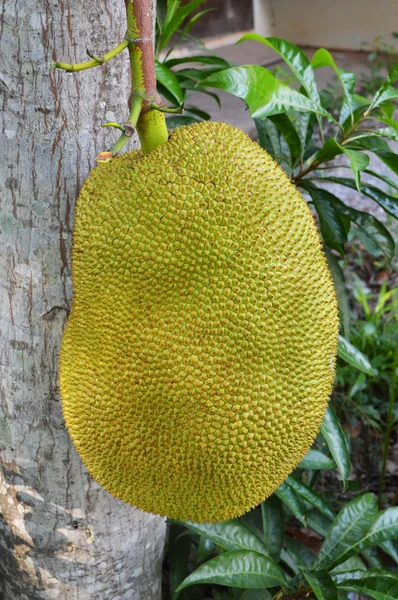 Jackfruit Árbol Jaca Verde Joven Que Crece Jardín Tropical Fruta — Foto de Stock