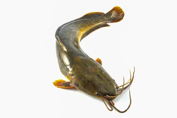 Catfish Isolated Fresh Raw Catfish Isolate White Background Fish Freshwater — Stock Photo, Image