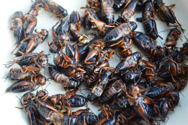 Kızarmış böcekler / Beyaz tabak arka planında tuzla kızartılmış çekirge istifi - Tayland 'da sokak yemeği için atlama kriketi