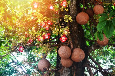 Top güllesi meyve ağacı üzerinde / çiçek ve meyve büyük top mermisi büyüyen ağaç bahçe Park - Couroupita guianensis 