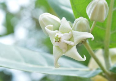 Beyaz calotropis kızgözü bahçede çiçek / calotropis kızgözü üzerinde ağaç bitki çiçek tomurcukları kapatın / diğer adları çiçek dev Hint ipekotu devasa swallowwort taç