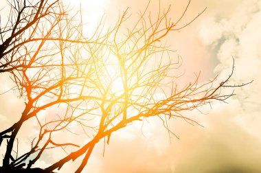 Ölü ağaç silueti / kurumuş ağaç dalı ve sarı turuncu gökyüzü arka planı / kurak güneş ışığı yaz günü doğada 