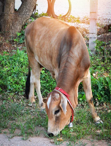 Vaca Pastando Fazenda Vaca Vermelha Gado Fazenda Aldeia Campo Ásia — Fotografia de Stock