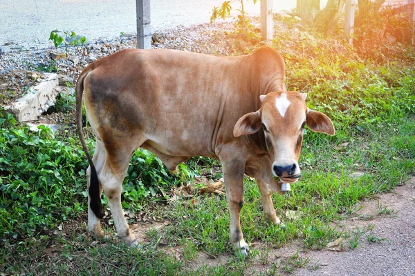 Випасання Корови Фермі Червоній Корови Сільській Місцевості Худоби Азії — стокове фото
