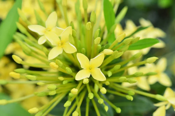 Flor Ixora Amarela Close Flor Amarela Ixora Florescendo Jardim Fundo — Fotografia de Stock